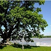 Дъбът от дунавския парк в Силистра е шести в Европейско дърво на годината 2016