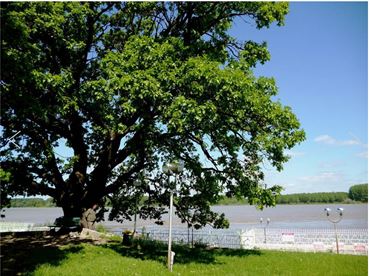 Дъбът от дунавския парк в Силистра е шести в Европейско дърво на годината 2016