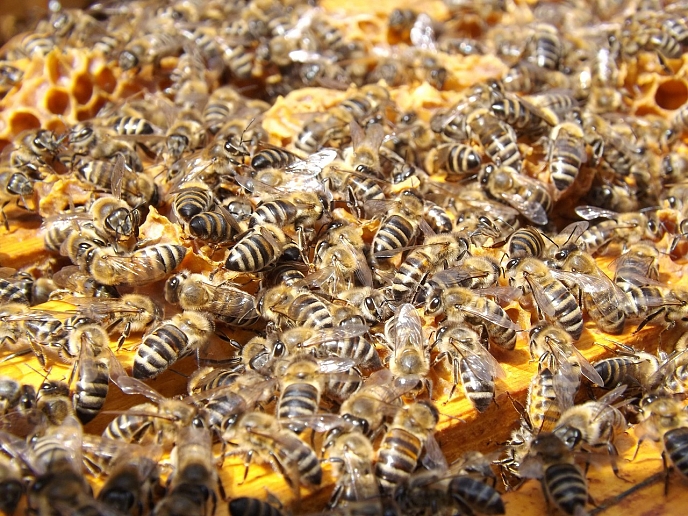 БАБХ позволи употребата на отровни за пчелите пестициди