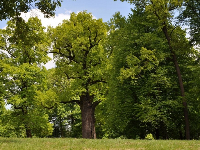 Европейското дърво на годината за 2017 e дъбът Йозеф в Полша