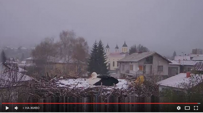 На живо следим съдбата на изоставената щъркелка Снежи от село Ярлово