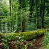 WWF предлага мерки за ограничаване до минимум на злоупотребите в горския сектор