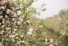 Проучване на „Грийнпийс“ открива коктейл от пестициди в индустриалното производство на ябълки в Европа