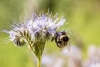 Неоникотиноидите - смъртоносни за пчелите
