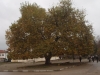 Дървета от 14 държави в надпревара за титлата „Европейско дърво на годината 2015“