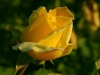 Бал на ”Жълтата роза” помага на момичета в неравностойно положение