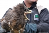 Рядък вид орел отлетя на свобода след дълго лечение в ”Зелени балкани”
