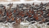 БДЗП започва поредното проследяване на числеността на зимуващите червеногуши гъски
