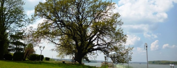 Дъбът от Дунавския парк в гр. Силистра е победителят в конкурса ”Дърво с корен 2015”, организиран от Фондация ”ЕкоОбщност”.