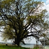 Дъбът от Дунавския парк в гр. Силистра е победителят в конкурса ”Дърво с корен 2015”, организиран от Фондация ”ЕкоОбщност”.