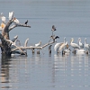 Къдроглави пеликани си направиха втора колония за 60 години в България