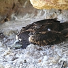 В Деня на детето се излюпи египетско лешоядче в гнездото с камерата за онлайн наблюдение на живо