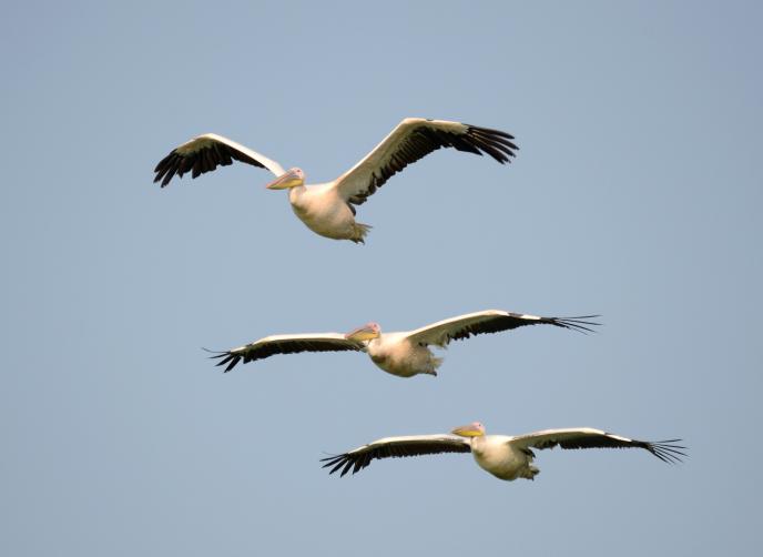 Излюпиха се първите пеликанчета в Природен парк „Персина”