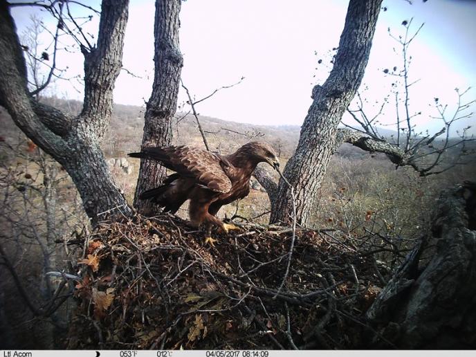 За първи път в България: поглед отблизо в две гнезда на малък креслив орел