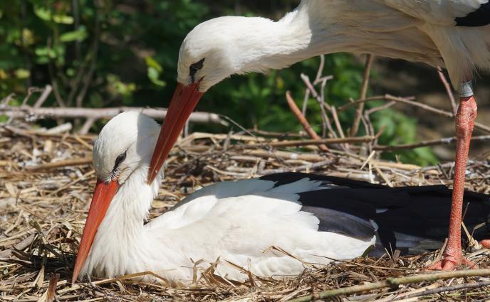 Бурите раниха щъркели, еколози спасиха пет птици