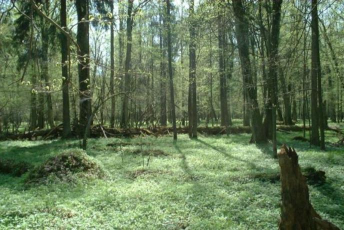 Съдът на Европейския съюз постанови, че сечта в полската Беловежа гора е незаконна