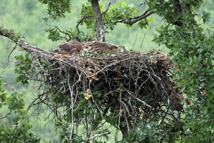 Поставиха 40 изкуствени гнезда за застрашения царски орел