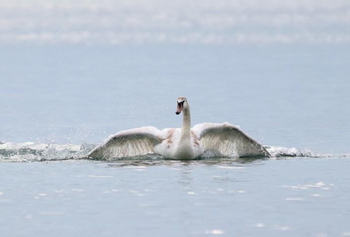Най-много зимуващи водолюбиви птици у нас са регистрирани по Черноморското крайбрежие и река Дунав