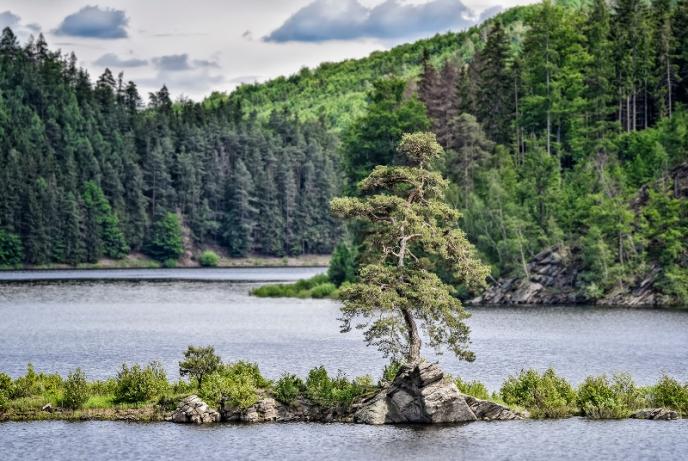 350-годишен бор от Чехия стана ”Европейско дърво на 2020”