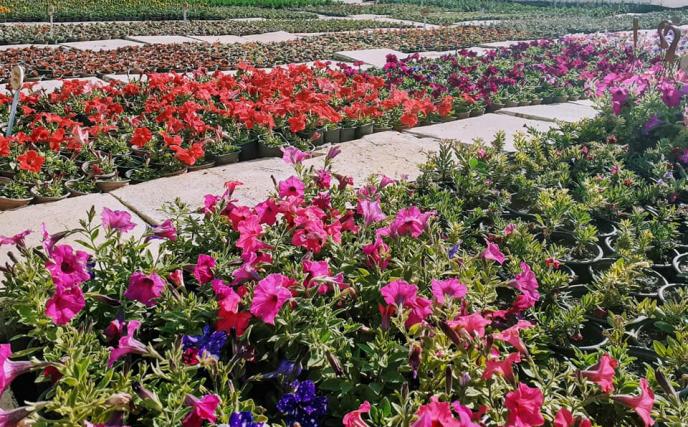 ”Чудната градина” в Добрич раздаде 500 ваучера за цветя и зеленчуци с подкрепата на дарителски фонд