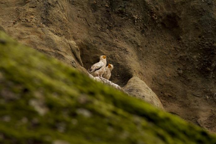 За пръв път от 13 години нова двойка египетски лешояди гнезди в Северна България