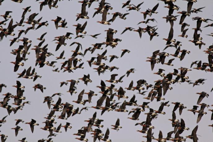 Европейски дни на птиците – 27 години за мигриращите птици и техните местообитания