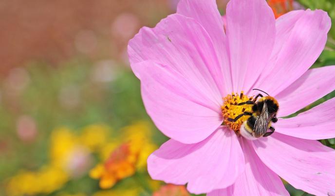 Как деца в Русе помагат за оцеляването на дивите пчели