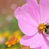 Как деца в Русе помагат за оцеляването на дивите пчели