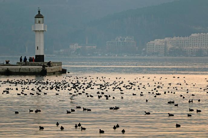 За 45-а поредна година броим зимуващите водолюбиви птици в България
