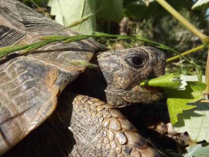 Спасителният център за костенурки търси подкрепа от граждани за своята дейност