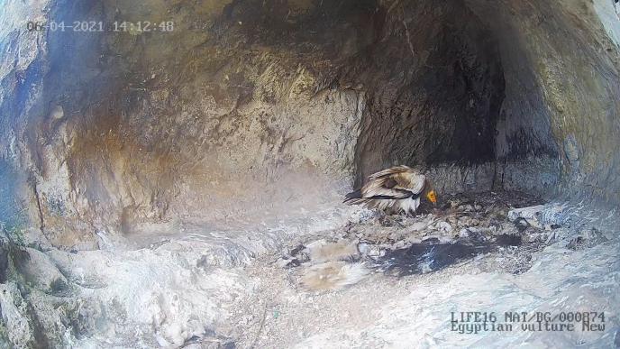 Излюпи се първото малко в гнездото на известната двойка египетски лешояди от Провадия