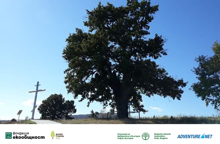 Дядо-Кольовото дърво в село Студена спечели титлата „Дърво с корен 2021”