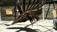 14 испански черни лешояда полетяха свободни в небето над Източните Родопи
