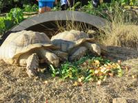 Ще продължи ли съществуването си единственият център за спасяване на костенурки у нас?