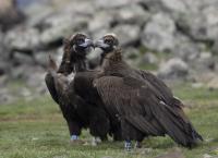 Черни лешояди заеха гнезда в Източните Родопи за пръв път след повече от 30 години