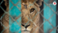 ЧЕТИРИ ЛАПИ спасява лъвове от конфликтна зона в Судан
