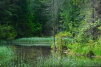 Възстановяване на природата: по-добра грижа за местообитанията в ЕС