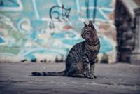 Район Средец и Четири лапи организираха кастрационна кампания за бездомни котки