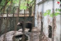 Мечокът Явор получава нов дом: ЧЕТИРИ ЛАПИ и Община Благоевград подписаха договор за дарение