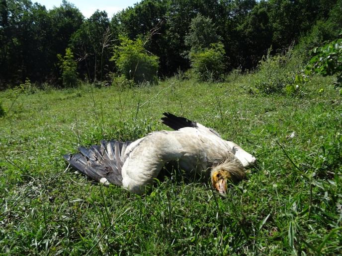 Проектозакон предвижда да легализира използването на отрови в дивата природа и други неселективни методи за лов